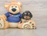 8 week old Cavapoo Puppy For Sale - Lone Star Pups