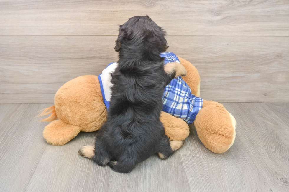 Cavapoo Pup Being Cute