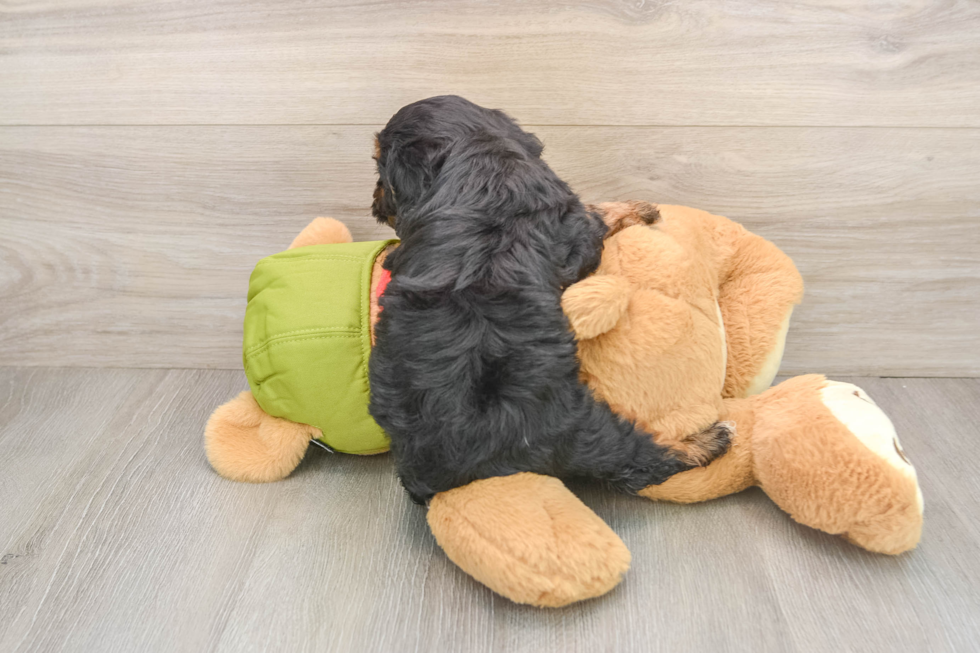 Little Cavipoo Poodle Mix Puppy