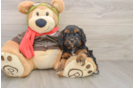 Smart Cavapoo Poodle Mix Pup