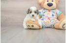 Fluffy Cavapoo Poodle Mix Pup
