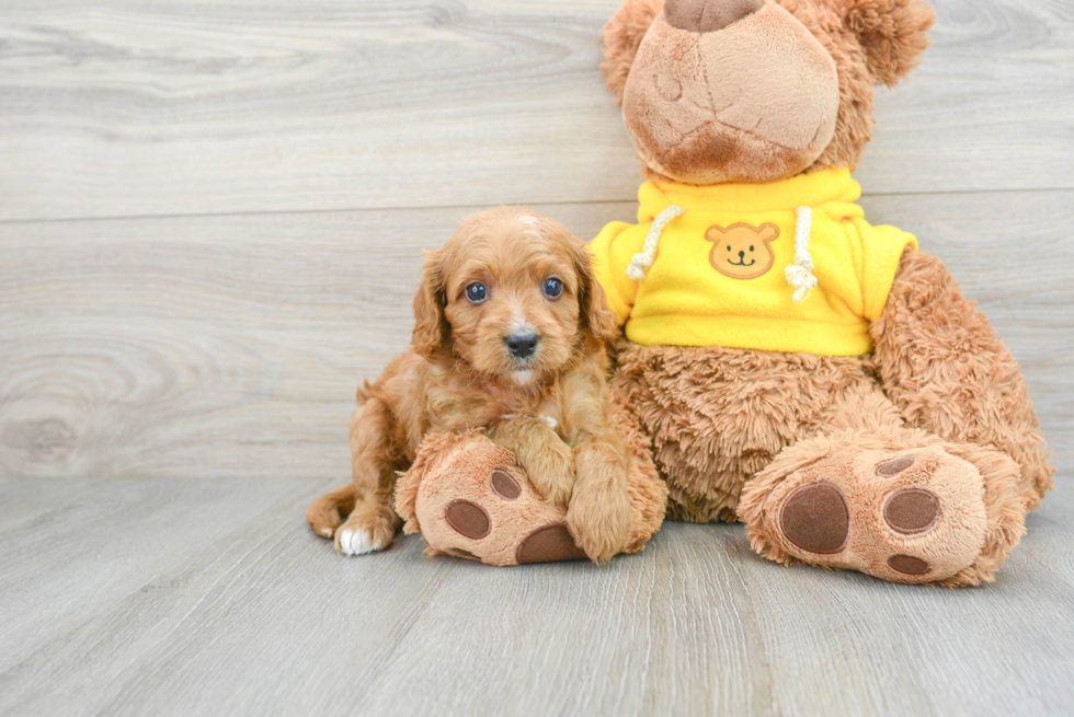 Funny Cavapoo Poodle Mix Pup