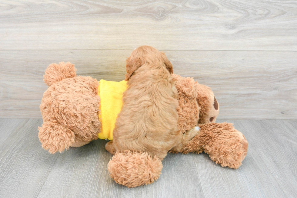 Friendly Cavapoo Baby