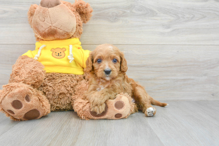 Petite Cavapoo Poodle Mix Pup