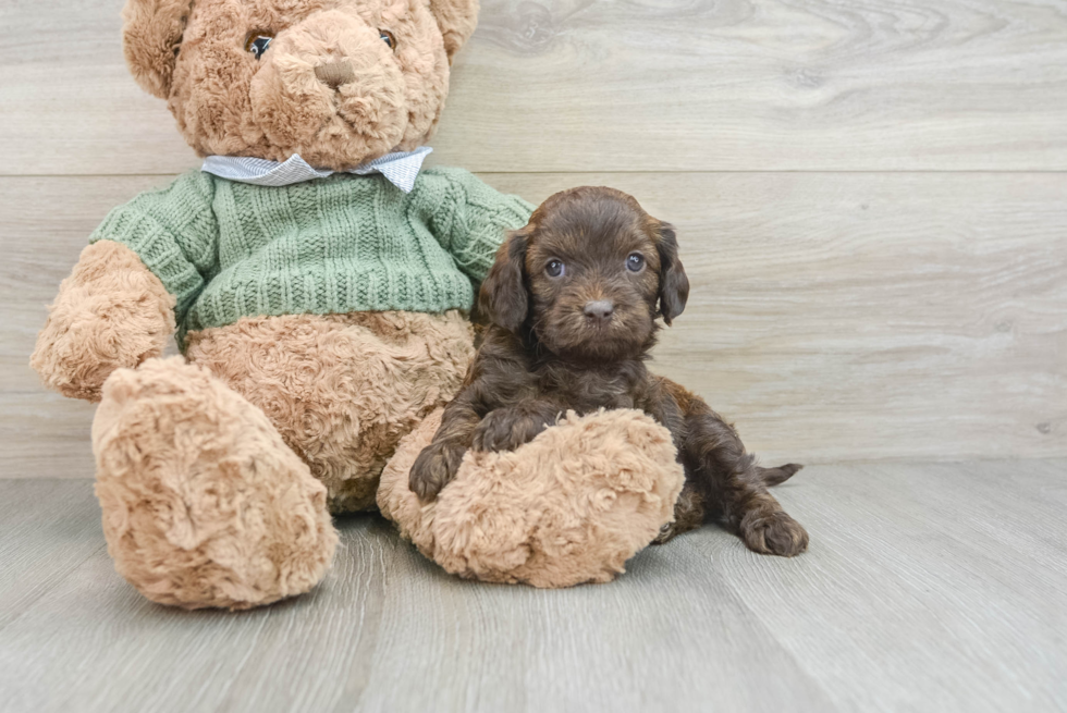 Energetic Cavoodle Poodle Mix Puppy