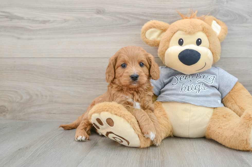 6 week old Cavapoo Puppy For Sale - Lone Star Pups