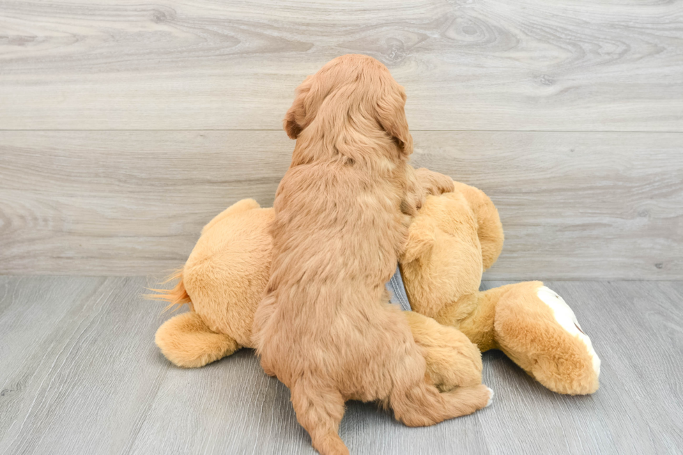 Energetic Cavoodle Poodle Mix Puppy