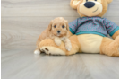 Cavapoo Puppy for Adoption