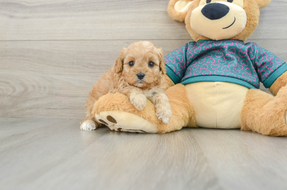 6 week old Cavapoo Puppy For Sale - Lone Star Pups