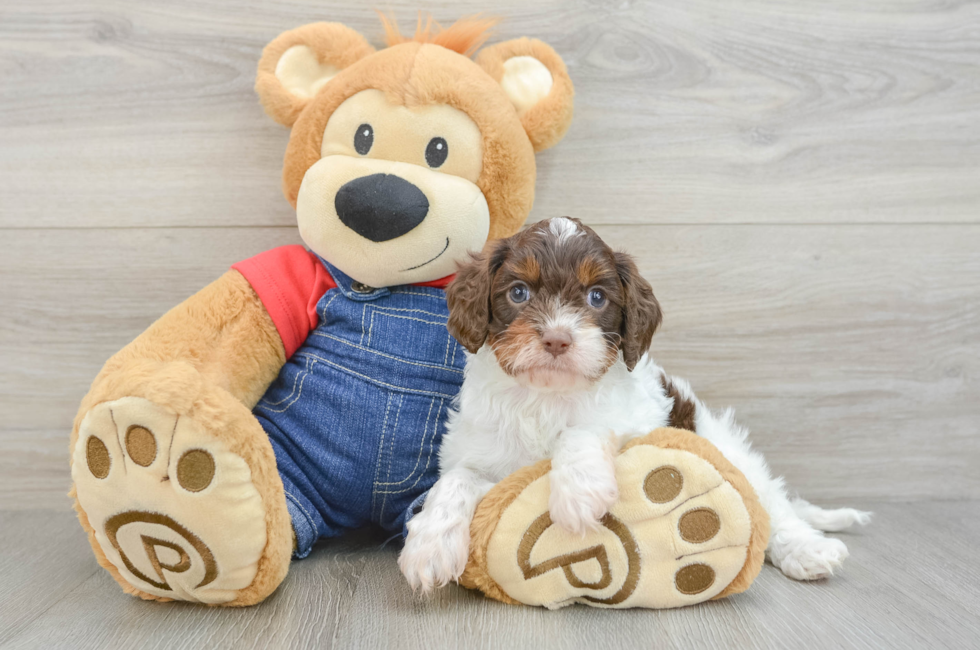 6 week old Cavapoo Puppy For Sale - Lone Star Pups