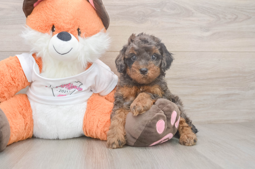 5 week old Cavapoo Puppy For Sale - Lone Star Pups