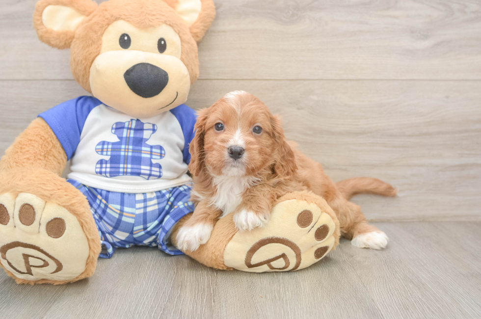 5 week old Cavapoo Puppy For Sale - Lone Star Pups