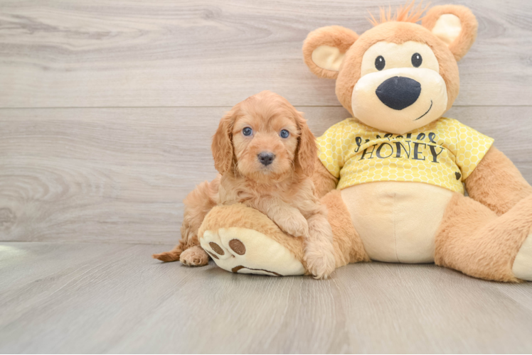 Cavapoo Puppy for Adoption