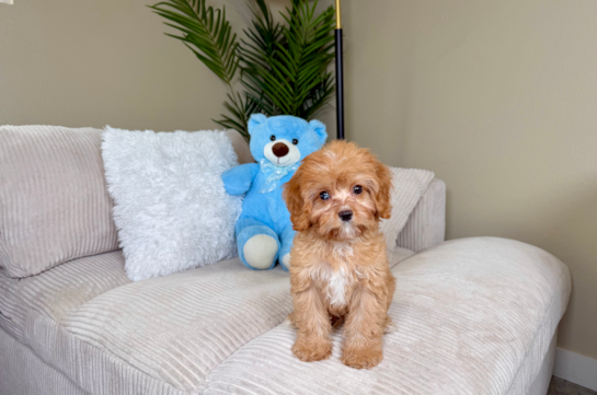 Cute Cavalier King Charles Spaniel and Poodle Mix Poodle Mix Puppy