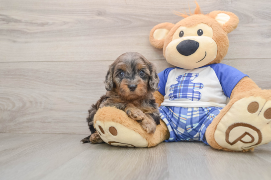 Smart Cavapoo Poodle Mix Pup