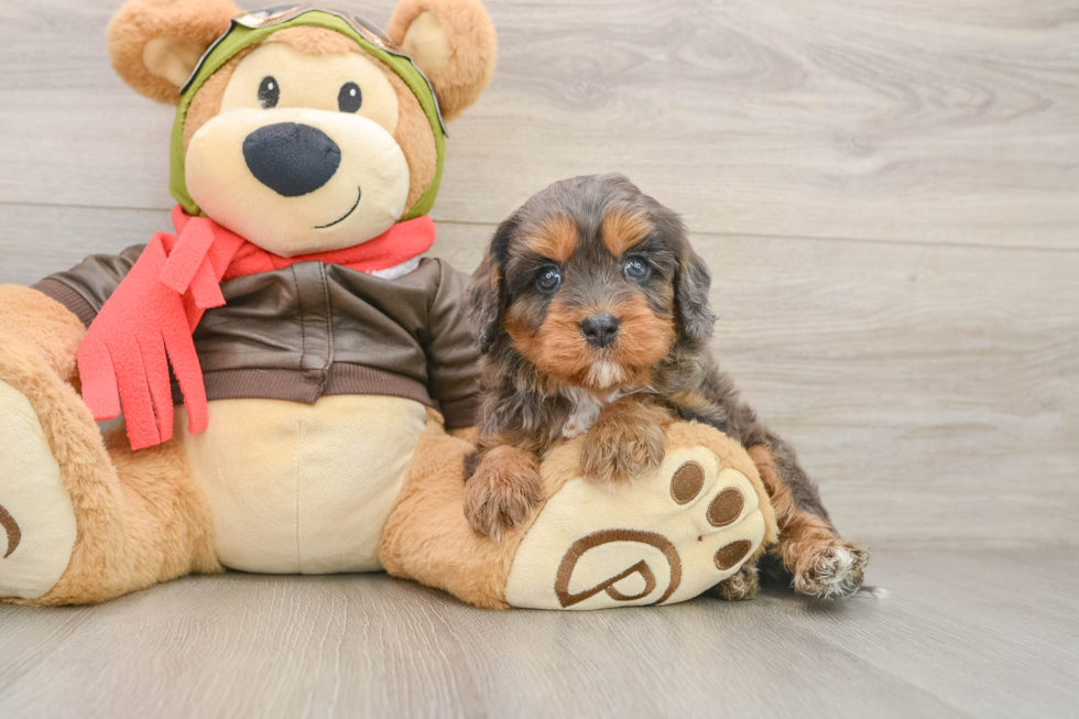 Cavapoo Puppy for Adoption