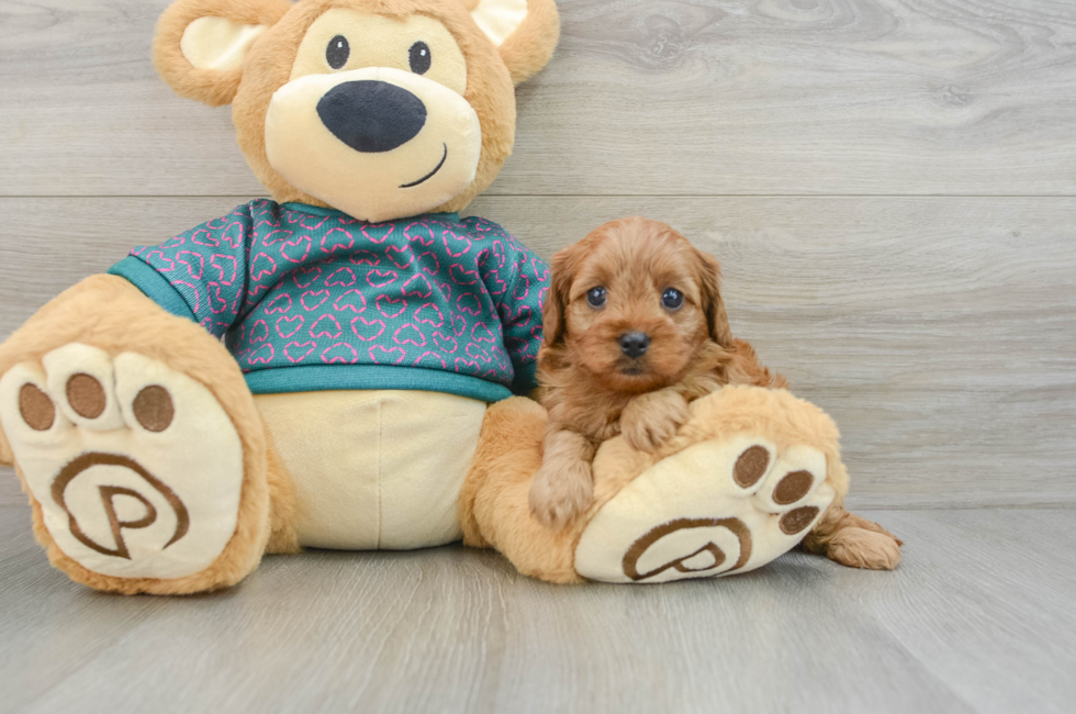 6 week old Cavapoo Puppy For Sale - Lone Star Pups