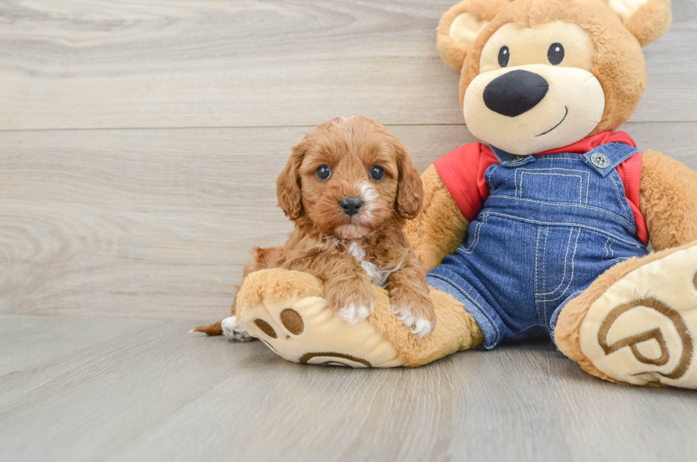 5 week old Cavapoo Puppy For Sale - Lone Star Pups