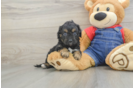 Cavapoo Puppy for Adoption
