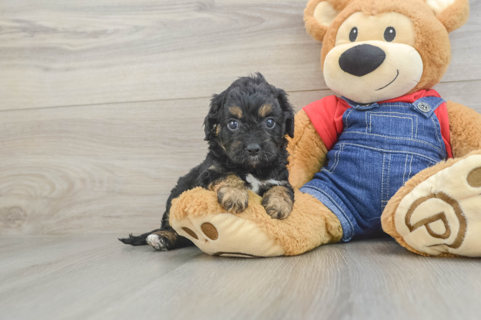 Cavapoo Puppy for Adoption