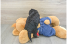 Smart Cavapoo Poodle Mix Pup