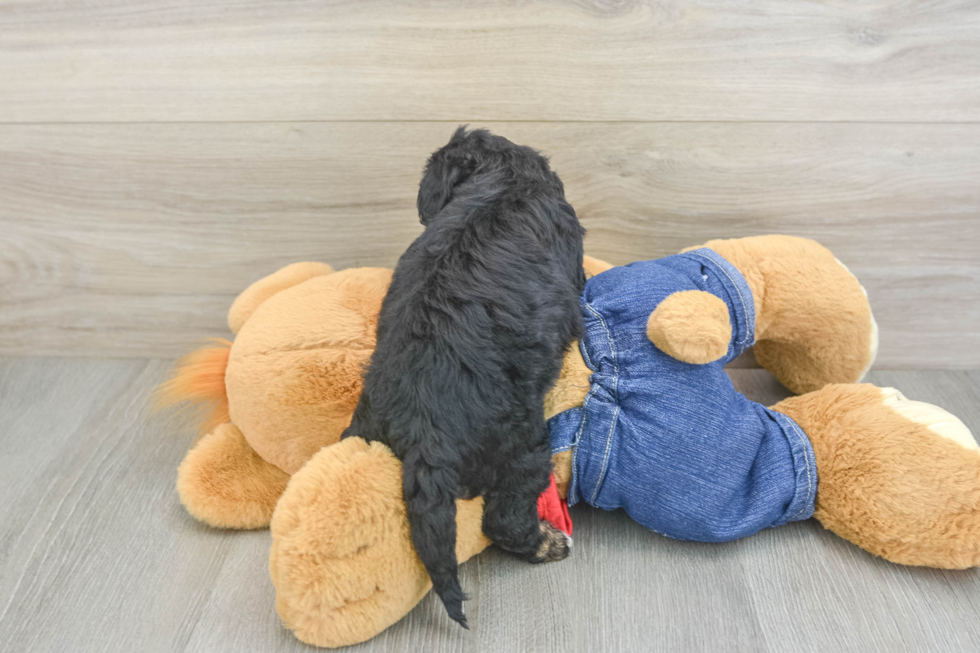 Smart Cavapoo Poodle Mix Pup
