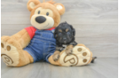 Energetic Cavoodle Poodle Mix Puppy