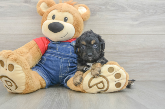 Energetic Cavoodle Poodle Mix Puppy