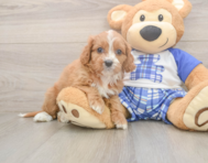 7 week old Cavapoo Puppy For Sale - Lone Star Pups