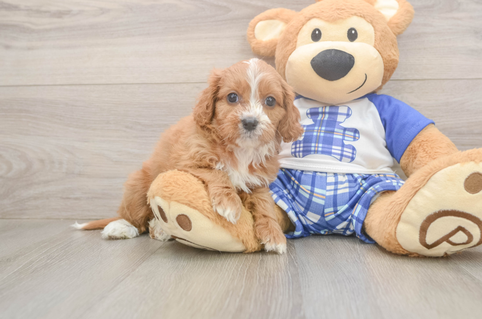 5 week old Cavapoo Puppy For Sale - Lone Star Pups