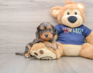 8 week old Cavapoo Puppy For Sale - Lone Star Pups