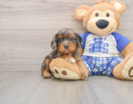 9 week old Cavapoo Puppy For Sale - Lone Star Pups