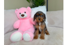 Cavapoo Pup Being Cute