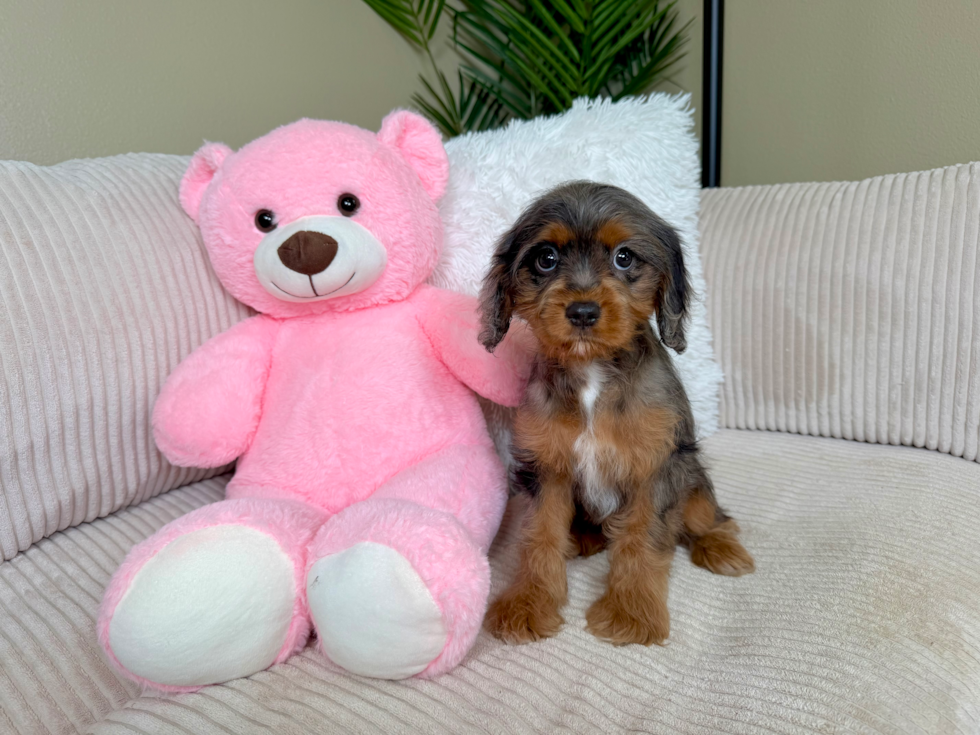 Cavapoo Pup Being Cute