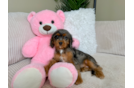 Cavapoo Puppy for Adoption
