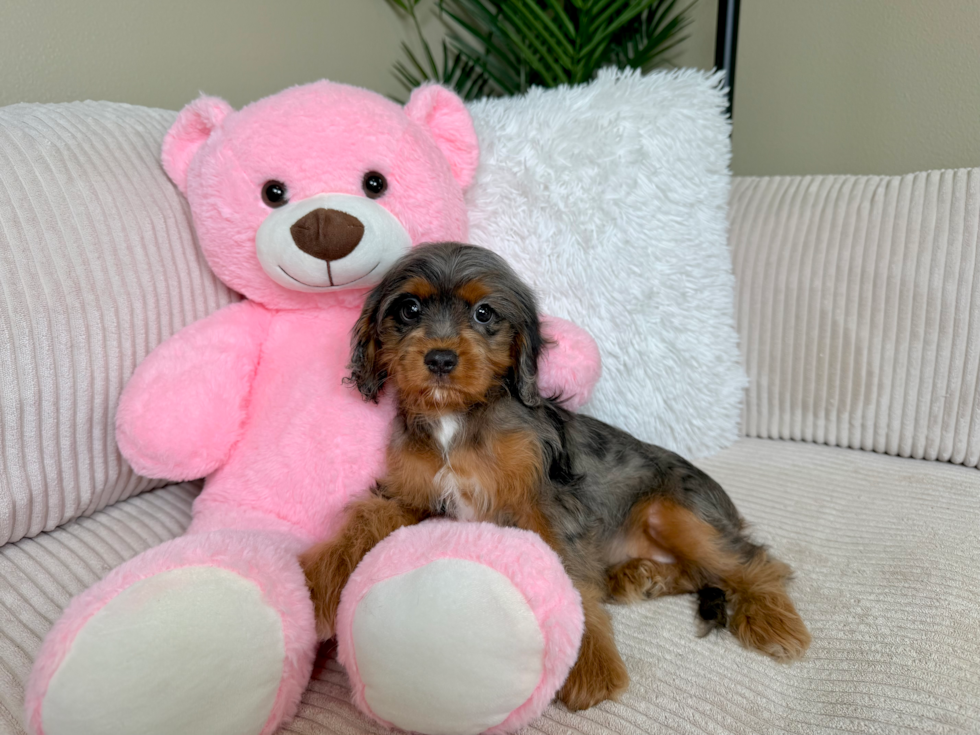 Cavapoo Puppy for Adoption