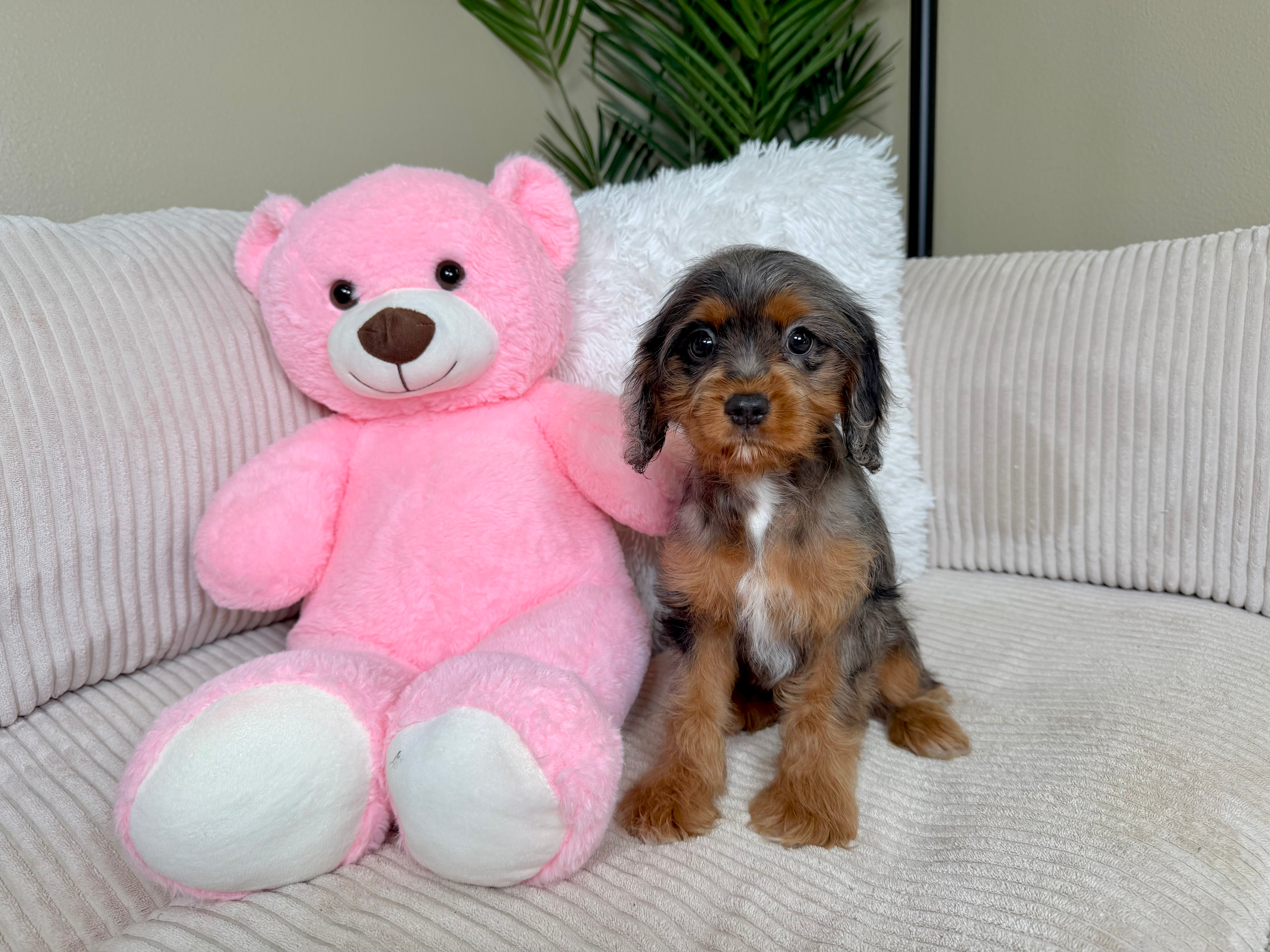 Cute Cavapoo Poodle Mix Pup