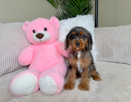 9 week old Cavapoo Puppy For Sale - Lone Star Pups