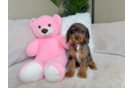 Cute Cavapoo Poodle Mix Pup