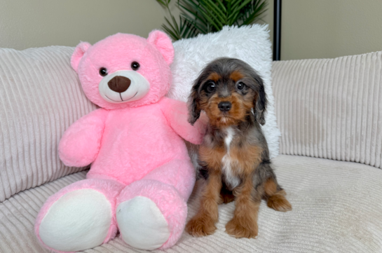 Cute Cavapoo Poodle Mix Pup