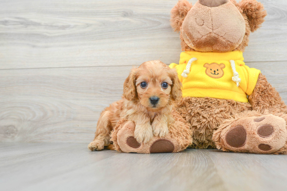 Energetic Cavoodle Poodle Mix Puppy