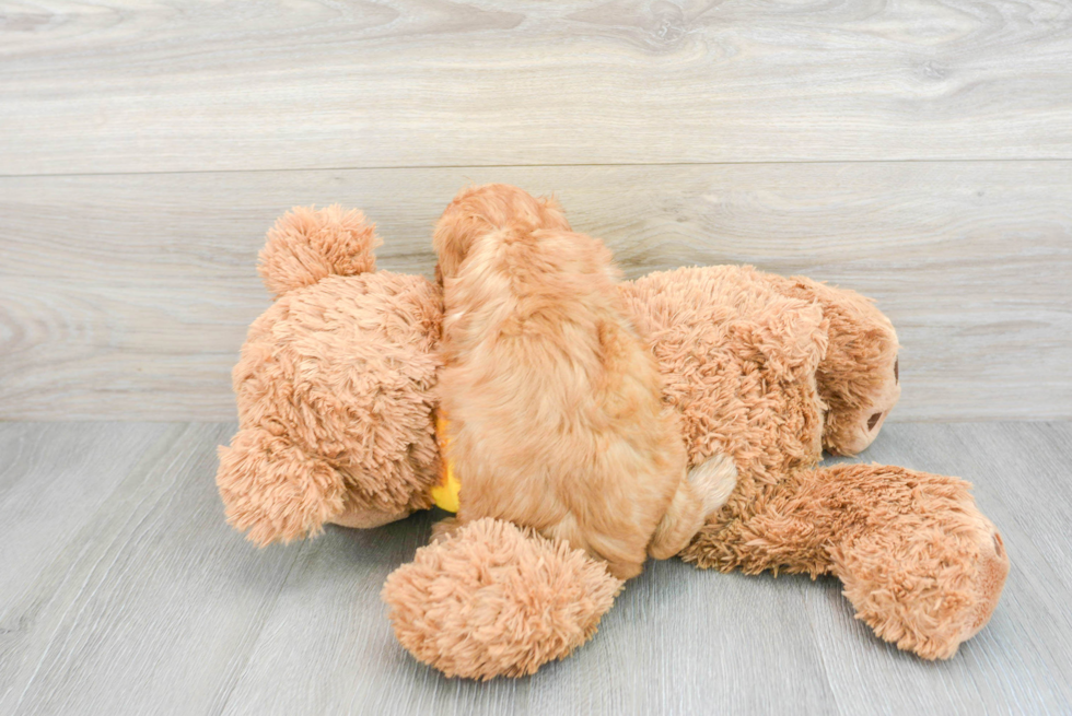 Happy Cavapoo Baby