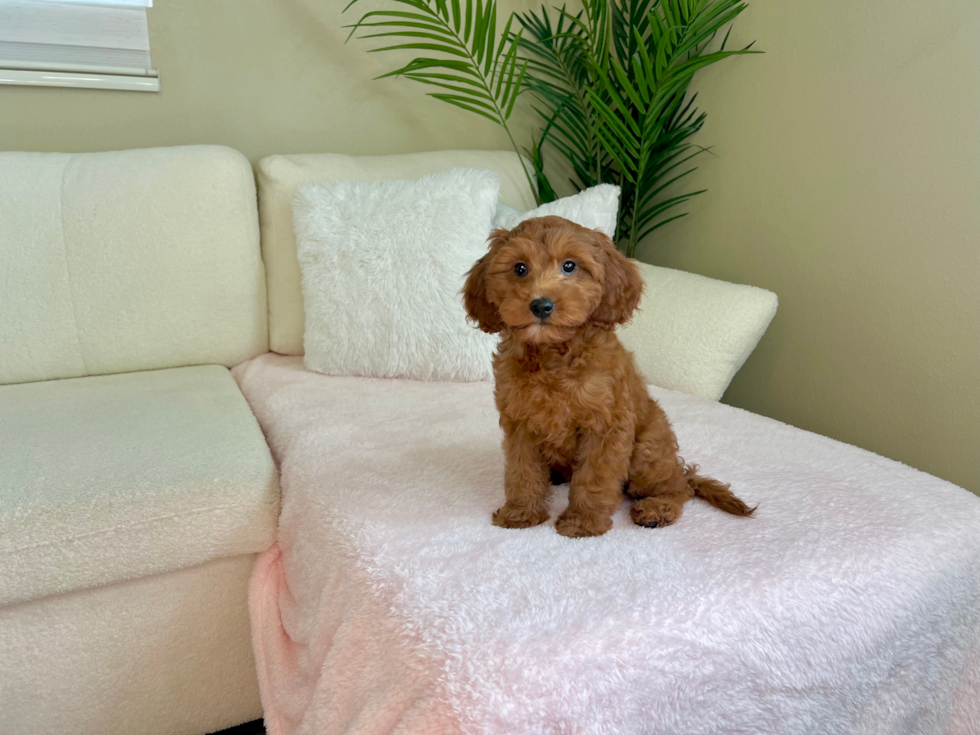 Cute Cavapoodle Poodle Mix Puppy