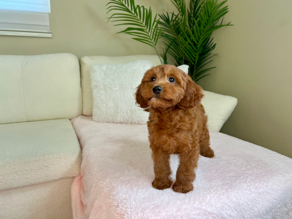 Cute Cavapoo Baby