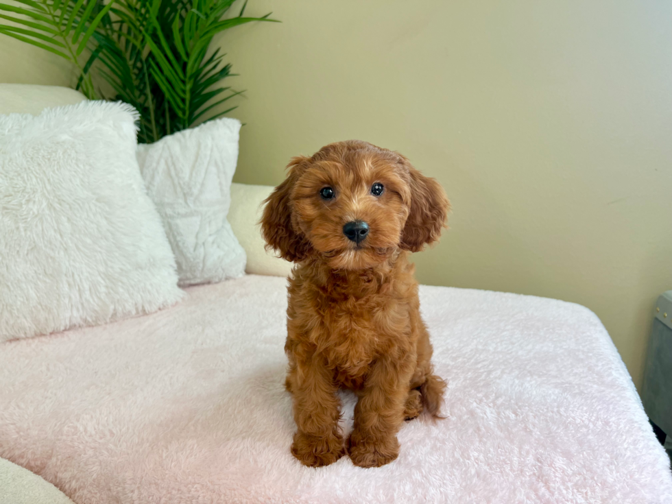 Best Cavapoo Baby