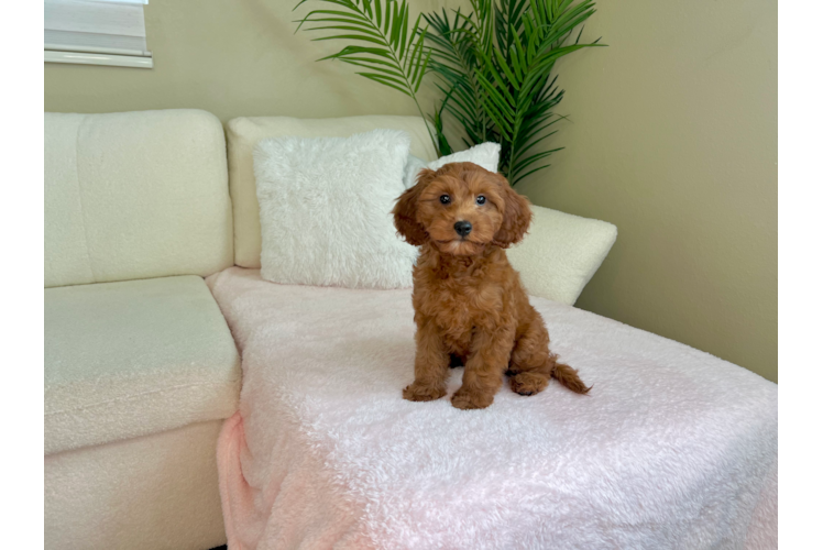 Cute Cavapoo Baby