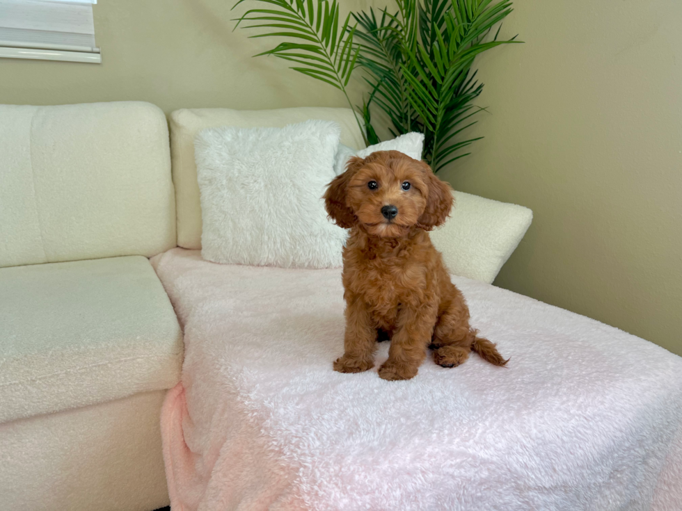 Cute Cavapoo Baby