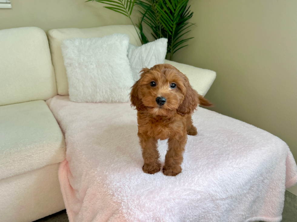 Best Cavapoo Baby