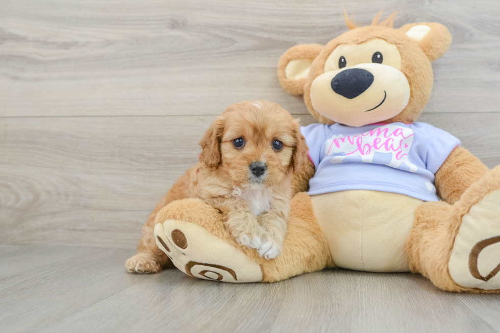 Cavapoo Puppy for Adoption