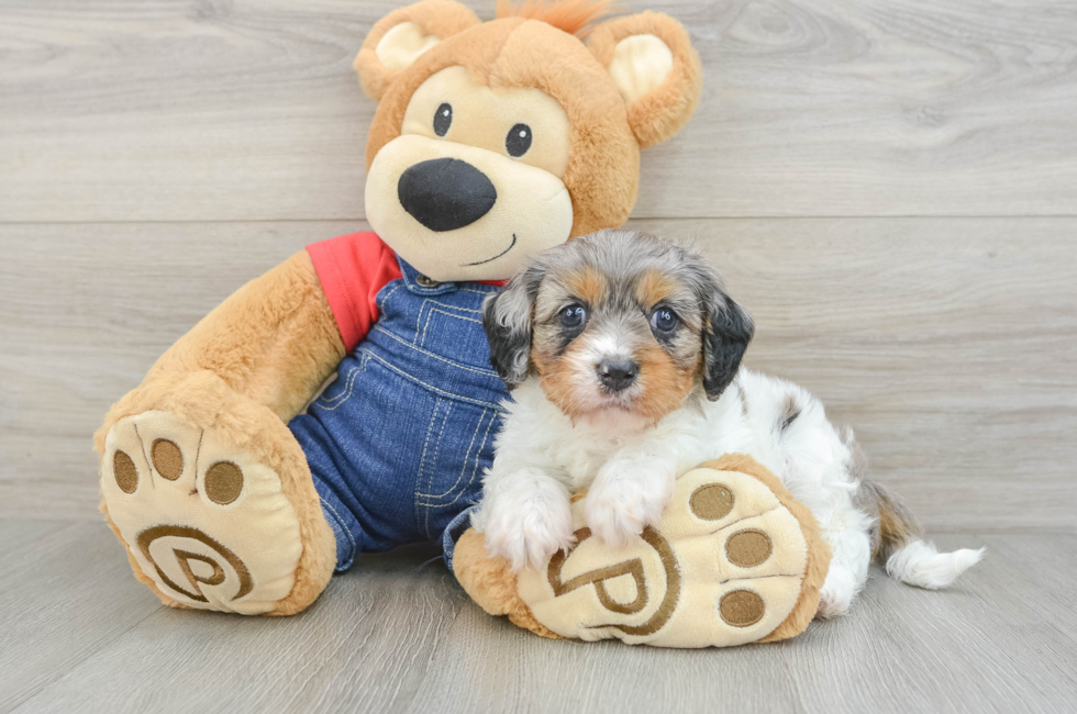 6 week old Cavapoo Puppy For Sale - Lone Star Pups
